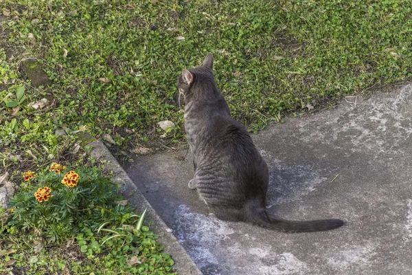Gato bonito assistindo vista traseira — Fotografia de Stock