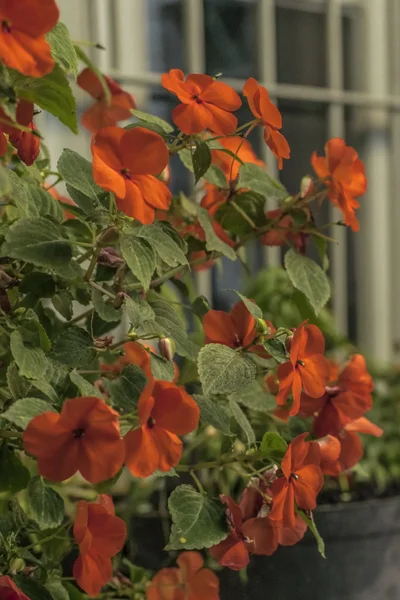 Orange Flowers and Plants — Stock Photo, Image