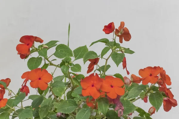 Flores y plantas naranjas — Foto de Stock