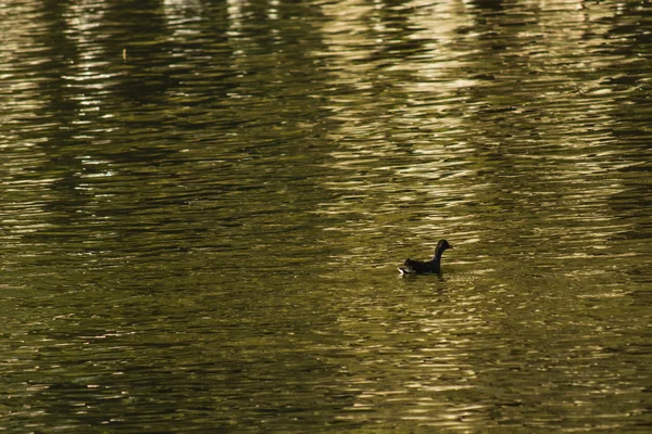 Ganso solitário nadando no lago — Fotografia de Stock