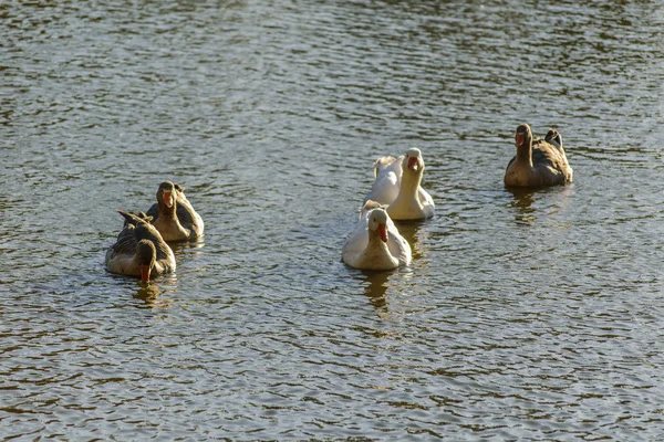 Grupp av gäss Simning vid sjön — Stockfoto