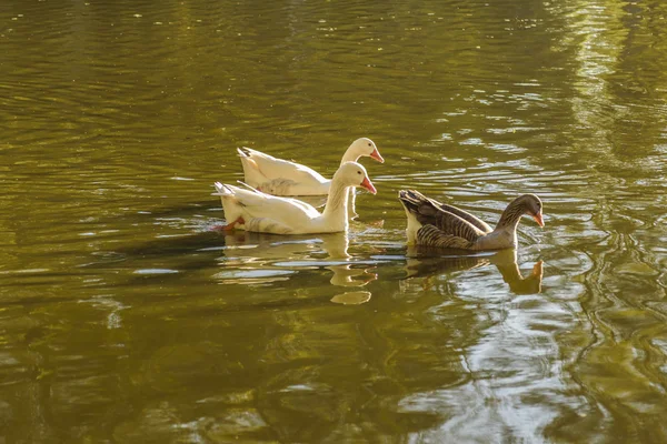 Grupp av gäss Simning vid sjön — Stockfoto