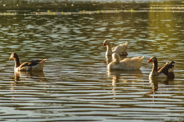 Gänsegruppe schwimmt am See — Stockfoto