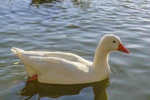 Weiße Gans schwimmt am See — Stockfoto