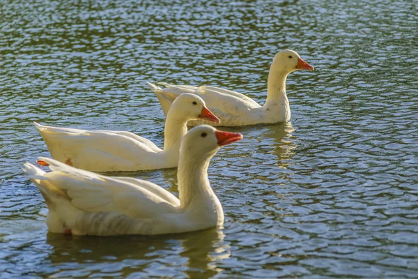 Группа гусей плывет по озеру — стоковое фото