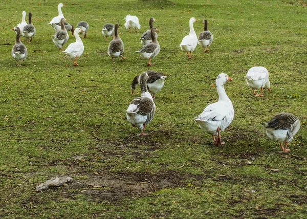 Grupo de gansos no parque — Fotografia de Stock