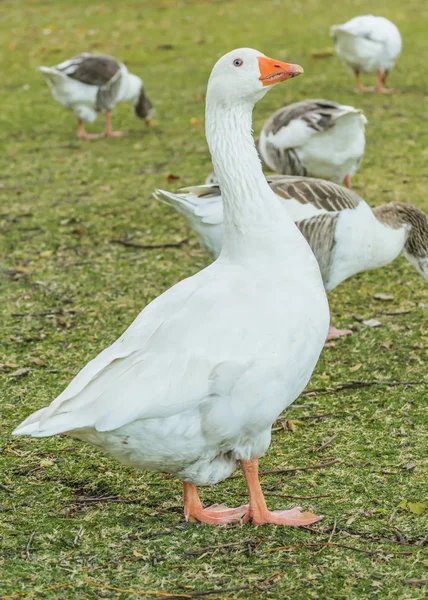 Gänsegruppe im Park — Stockfoto