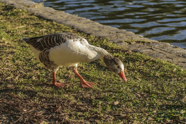 Gans auf Nahrungssuche — Stockfoto