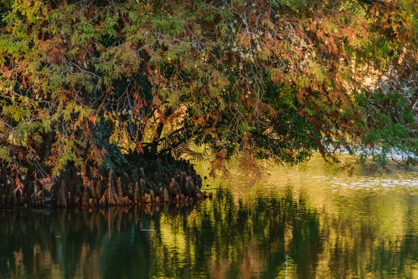 Lago e árvores no parque — Fotografia de Stock