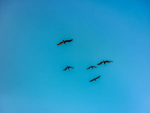 Groupe d'oiseaux volant — Photo