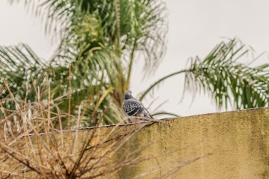 Çatıdaki güvercin.