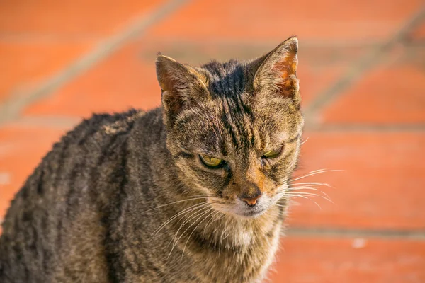 Foreground gato grave — Fotografia de Stock