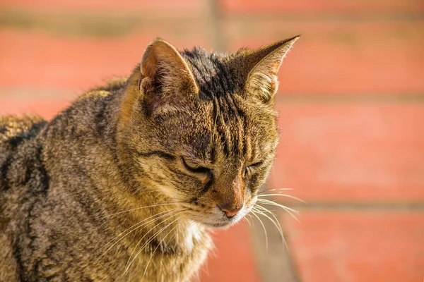 Foreground gato grave — Fotografia de Stock