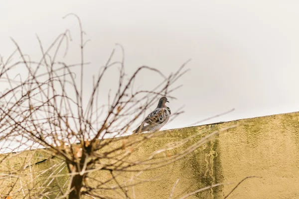 屋上に鳩が — ストック写真