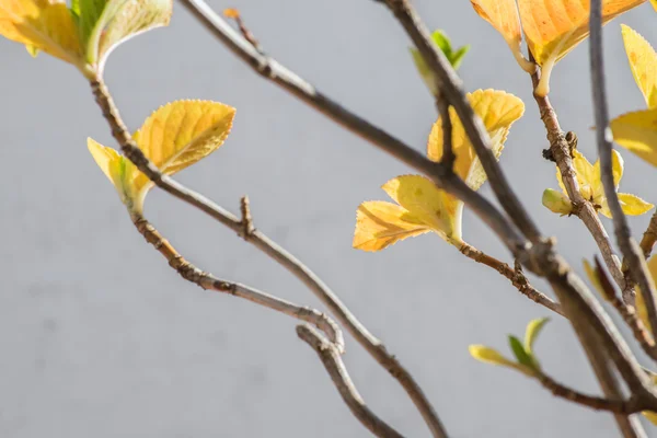 Ramas y hojas de cerca — Foto de Stock
