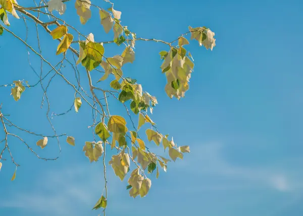 Folhas verdes e céu azul — Fotografia de Stock