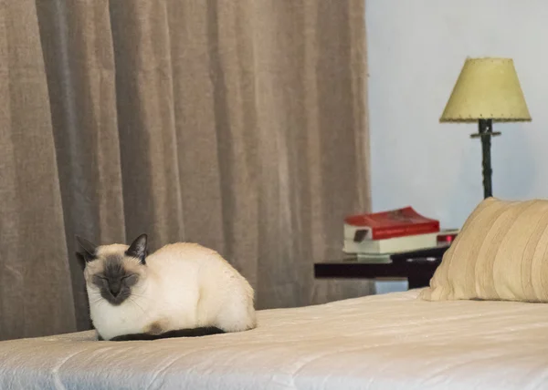 Siamese gato durmiendo en cama — Foto de Stock