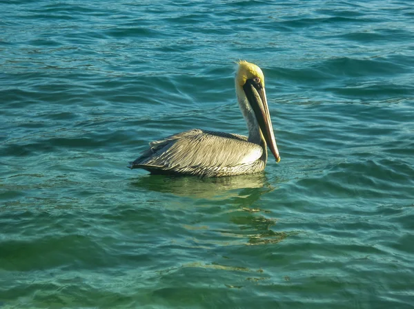 Pélican solitaire dans l'eau — Photo