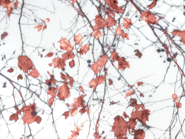 叶子和分支自然背景 — 图库照片