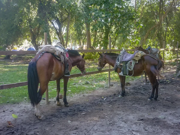 Лошади в Тайроне — стоковое фото