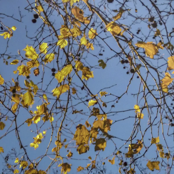 Hojas Ramas y Cielo Escena otoñal —  Fotos de Stock