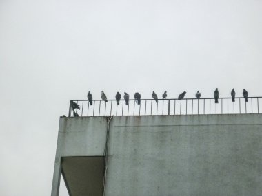 Bir binanın tepesinde martılar