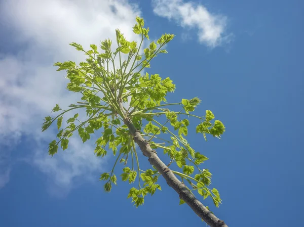 Ramas de árboles y hojas contra el cielo azul — Foto de Stock