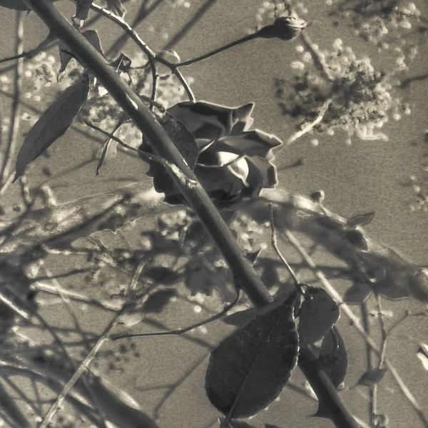 Svart och vitt blommönster — Stockfoto