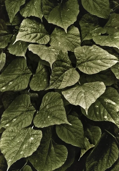 Fondo de hojas verde oscuro — Foto de Stock
