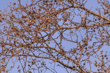 Yaprakları ve gökyüzü desen