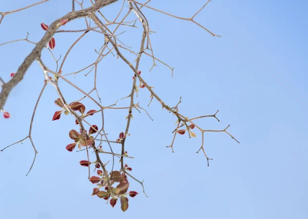 Hojas y ramas de ocre contra el cielo azul — Foto de Stock