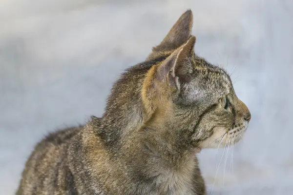 Gato doméstico com expressão atenta — Fotografia de Stock