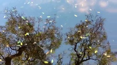 Yüksek açılı uzun açılı video, su birikintisini gösteriyor. Ağaçları ve gökyüzünü yansıtıyor.