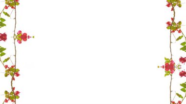 2D dikişsiz yuvarlak gül motifli çiçek kenarlı beyaz boş çerçeve