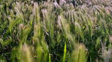 Uzun yeşil çimenlerin rüzgarda hafifçe sallanışını, akışkan hareketi yakalayışını ve pervaneler üzerinde dans ederken parıldayan ışığı gösteren yakın çekim videosu.. 