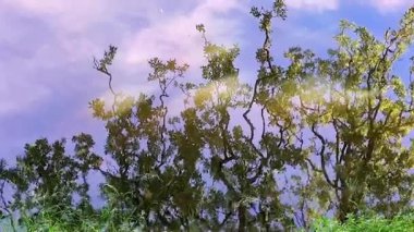 Yüksek açılı çekimde sabitlenmiş kamera, derede hafif bulutlu bir gökyüzünün üzerindeki yapraklı bir ağacın su yansımasını gösteriyor..