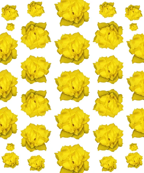 Isolierte gelbe Rose Fotomuster — Stockfoto
