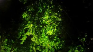 Düşük açılı bir gece videosu. Sabit bir kamera ile bir ağacın yapraklarını gösteriyor. Müzikal bir performanstan gelen ışıklarla aydınlatılıyor.
