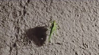 Bir evin dış duvarına konmuş yeşil bir katydid 'in yüksek açılı yakın çekim videosu.