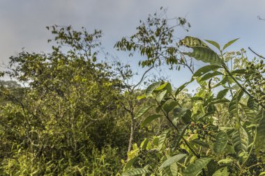 Iguazu Parkı yapraklı doğa