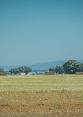 Açık bir gökyüzünün altındaki ekili tarlaların manzarası. Kuşlar uçuyor, sakin ve tarımsal açıklığı iletiyorlar..