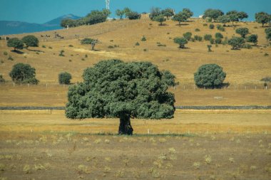 Issız bir İspanyol arazisinde duran yalnız holm meşesi, tepeler ve dağınık bitki örtüsüyle çevrili..