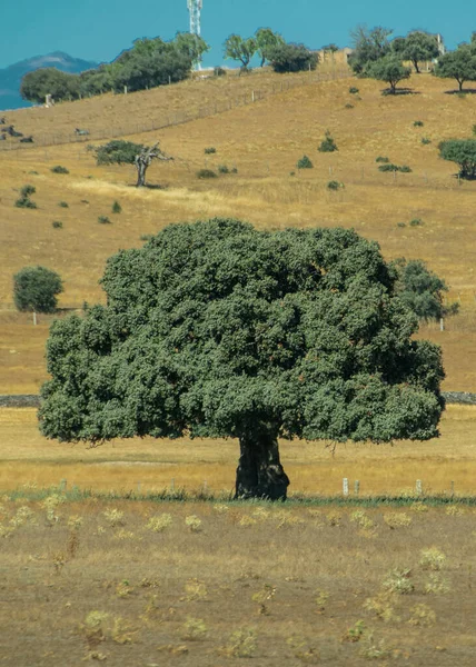 Issız bir İspanyol arazisinde duran yalnız holm meşesi, tepeler ve dağınık bitki örtüsüyle çevrili..
