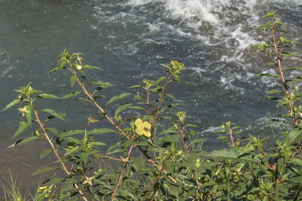 Flores amarelas no rio — Fotografia de Stock