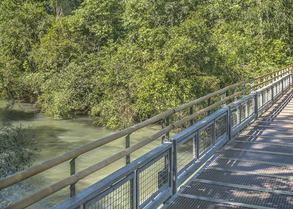 Birke am Parana-Fluss bei Leguazu-Wasserfällen — Stockfoto