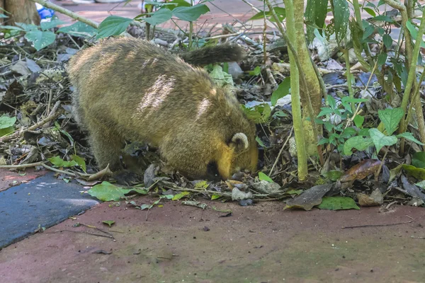 Coati ásni az Iguazu parkban Argentínában — Stock Fotó