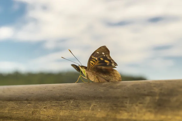 Schmetterling vor verschwommenem Hintergrund im Iguazu-Park — Stockfoto