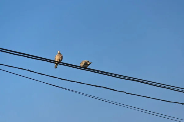 Tauben an Stromkabeln gegen blauen Himmel — Stockfoto