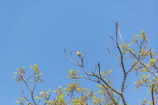 Kleiner Vogel in der Baumkrone vor blauem Himmel — Stockfoto