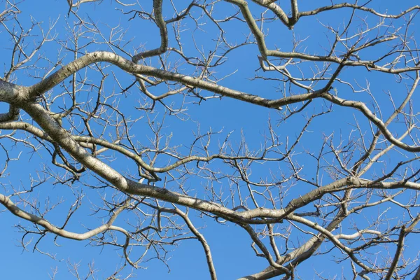 Avlövade trädgrenar mot blå himmel — Stockfoto